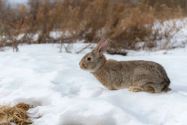 Portrait Brown Rabbit Snow Winter — Stock Photo, Image