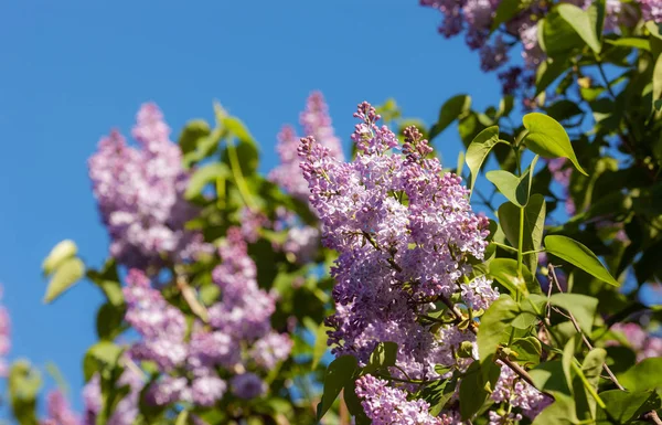 Branches Blossoming Lilac Spring Day — Stock Photo, Image