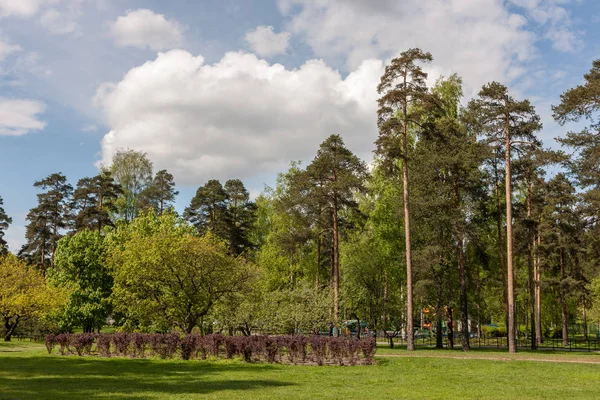 Landskap Med Träd Spring Park — Stockfoto