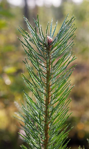 pine branch after the rain in the foreground