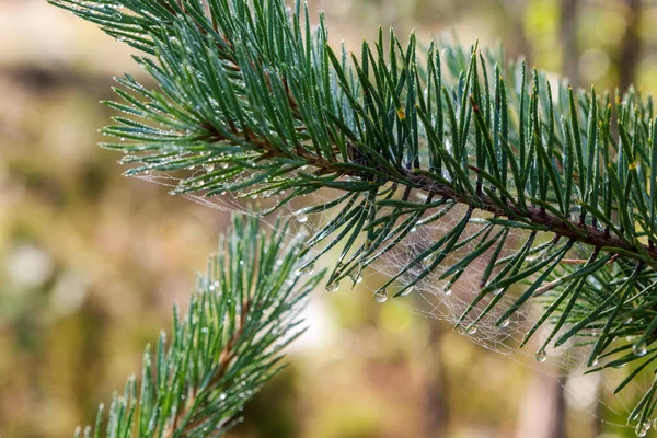 pine branch after the rain in the foreground