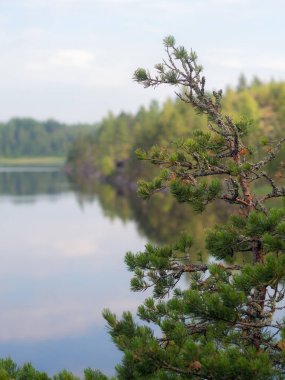 Çamın dalları arka planda bir orman Lak