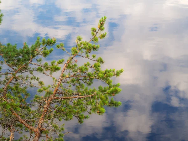 Branches Pin Sur Fond Eau Avec Reflets Nuages — Photo