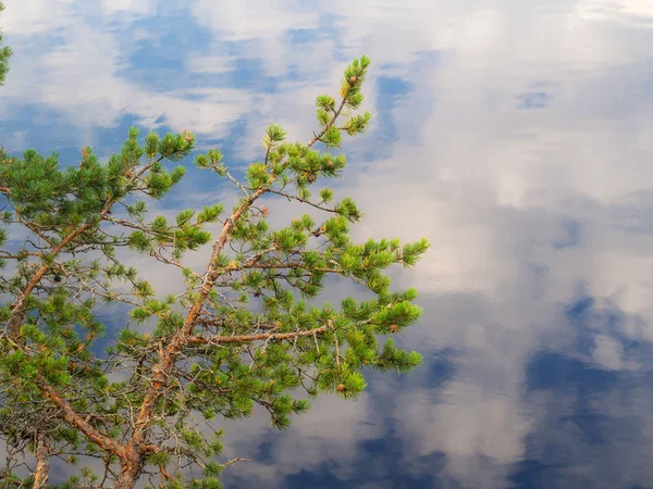 在水的背景下的松树分支与云的反射 免版税图库图片