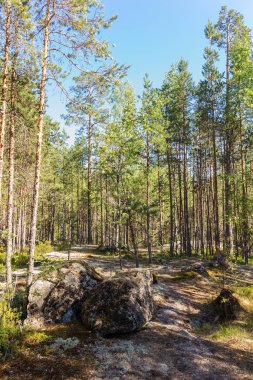 çam ağaçları ve kayaları ile Kuzey ormandaki manzara