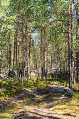 çam ağaçları ve kayaları ile Kuzey ormandaki manzara