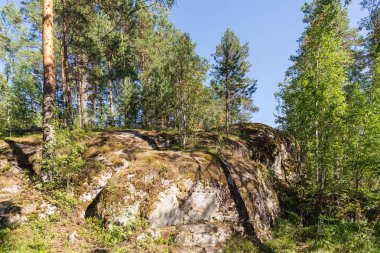 çam ağaçları ve kayaları ile Kuzey ormandaki manzara