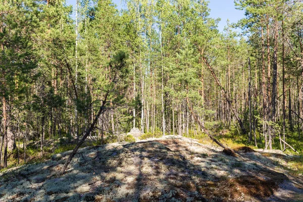Landschap Noordelijke Bos Met Dennen Rotsen — Stockfoto