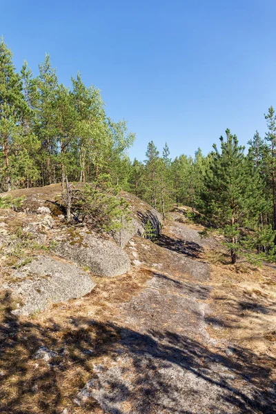 Landschap Noordelijke Bos Met Dennen Rotsen — Stockfoto