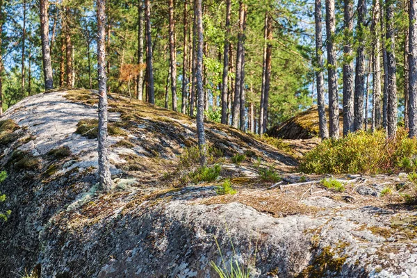 Landskap Norra Skog Med Tallar Och Klippor — Stockfoto