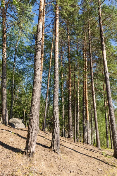 Çam Ağaçları Kayaları Ile Kuzey Ormandaki Manzara — Stok fotoğraf