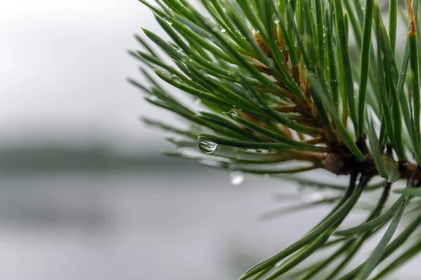 wet pine branch after the rain close up