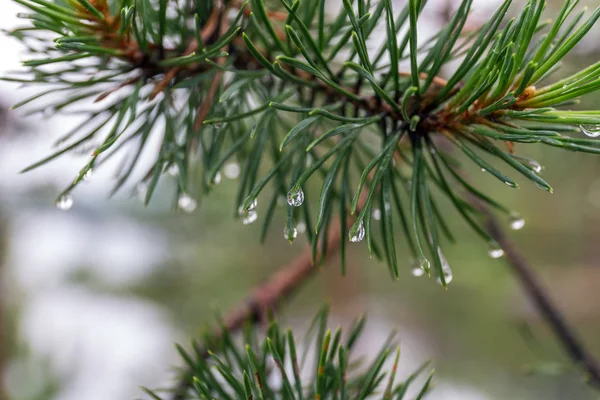 wet pine branch after the rain close up
