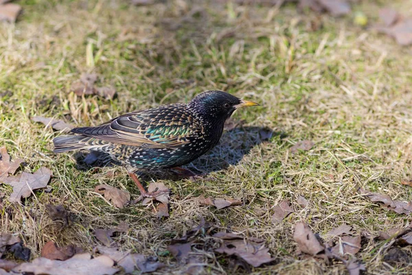 Porträt Eines Star Zeitigen Frühling — Stockfoto