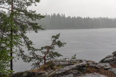 bir orman göl üzerinde güçlü yaz yağmuru