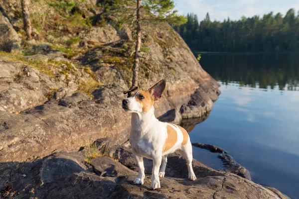 湖岸边的杰克罗素梗狗的肖像 — 图库照片