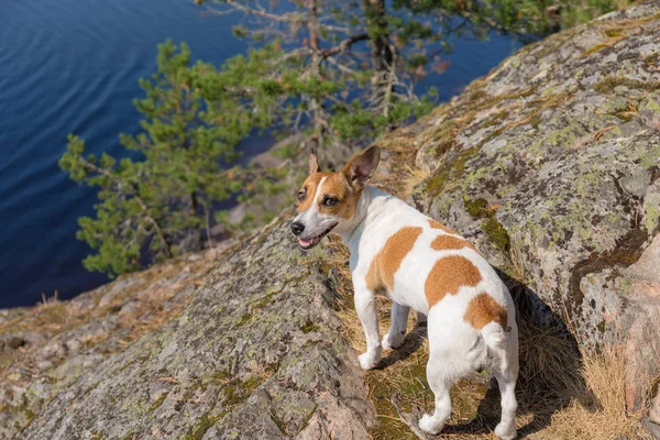 Portrét Jack Russell Teriéra Psa Břehu Jezera — Stock fotografie