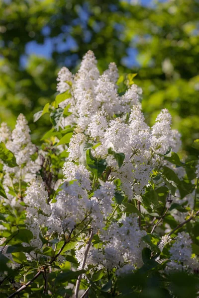 Ramos Lilás Branco Florescente Dia Primavera — Fotografia de Stock