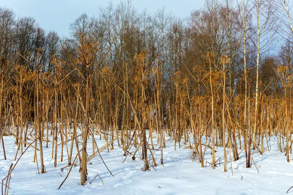 Plantas Tóxicas Perigosas Hogweed Floresta Inverno — Fotografia de Stock
