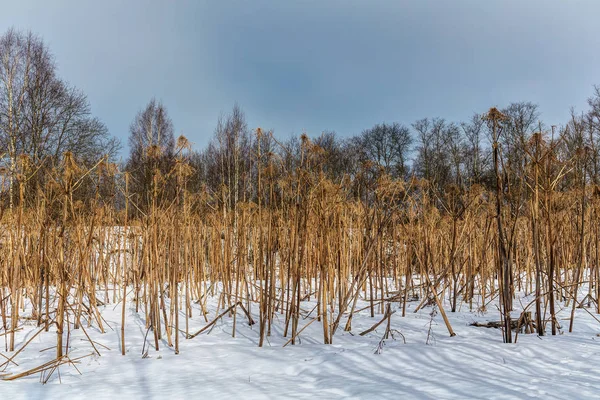 Plantes Toxiques Dangereuses Hogweed Dans Forêt Hiver — Photo