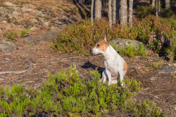 Portret Van Jack Russell Terriër Een Rots Het Bos — Stockfoto