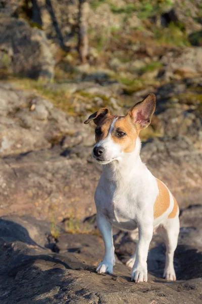 Ritratto Jack Russell Terrier Una Roccia Nella Foresta Foto Stock