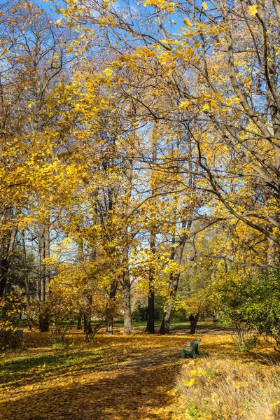 モミジの黄金色の葉と秋の公園の風景します — ストック写真