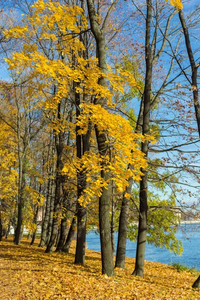 秋季公园的景观与枫树的金色叶子 — 图库照片