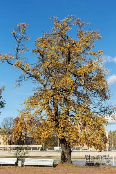 オーク川で秋の黄金色の葉を持つ — ストック写真