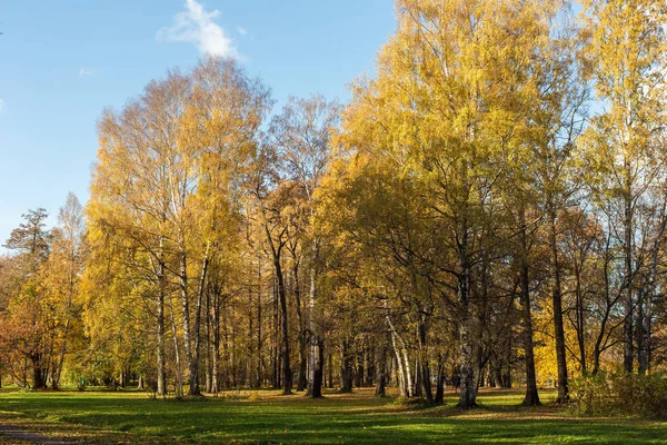 日当たりの良い秋の公園で黄金色の葉のある風景します — ストック写真