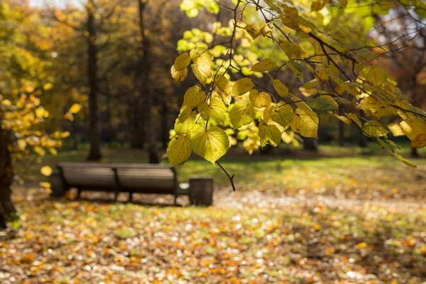 Landschaft Herbstpark Mit Laub Vordergrund — Stockfoto