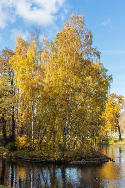 Landskap Med Björkar Park Hösten — Stockfoto