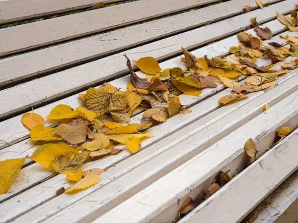 Empty Bench Park Autumn Leaves — Stock Photo, Image