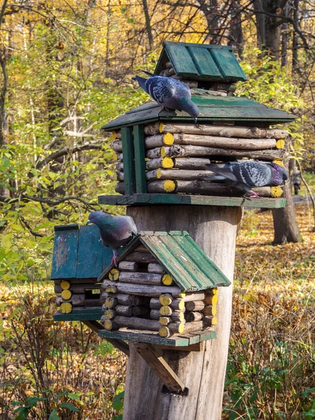 Pigeons Wooden Bird Feeder House — Stock Photo, Image