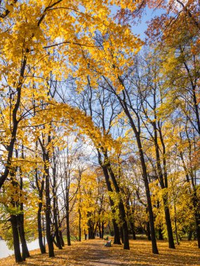 Güneşli sonbahar park yolu ile manzara