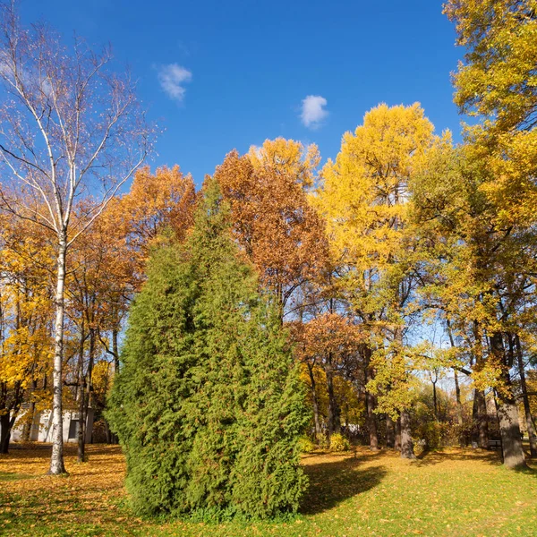 日当たりの良い公園秋の木々 の中の風景します — ストック写真