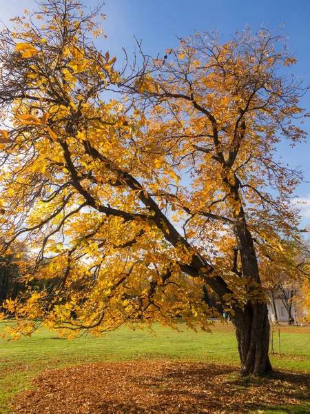 秋の公園で栗を風景します — ストック写真
