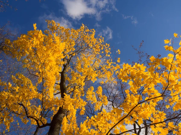 Feuillage Érable Automne Contre Ciel Bleu — Photo