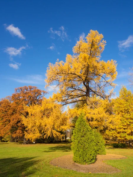 Landschap Een Zonnige Park Met Herfst Bomen — Stockfoto