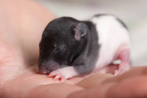 Very Small Blind Baby Rat Palm — Stock Photo, Image