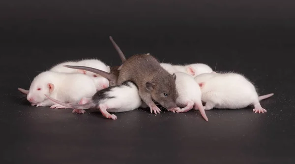 Groupe Bébé Rat Sur Fond Noir — Photo