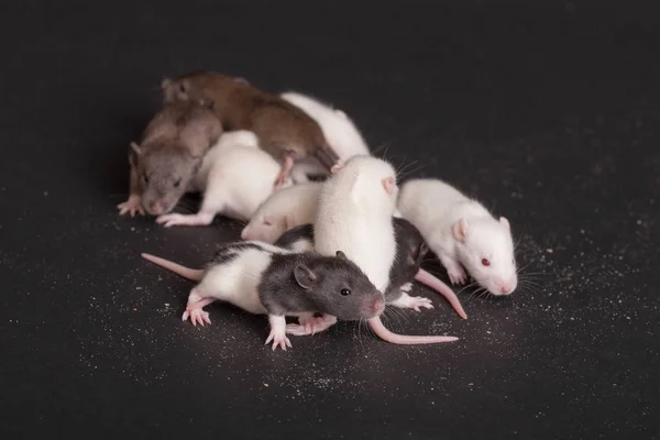 Groupe Bébé Rat Sur Fond Noir — Photo