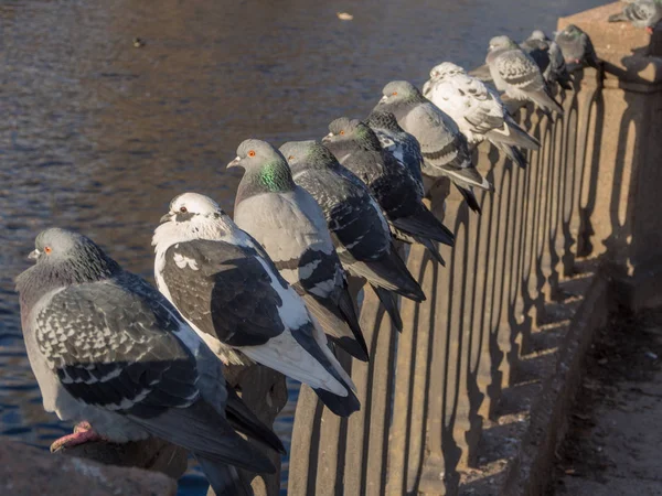Nehrin yanında bir çit üzerinde güvercin akın