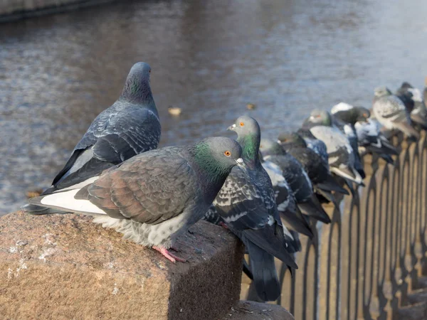 Flock Pigeons Fence River — Stock Photo, Image