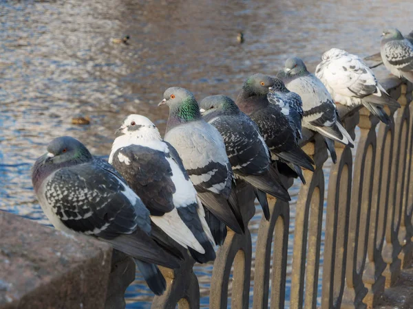 Gregge Piccioni Una Recinzione Vicino Fiume — Foto Stock