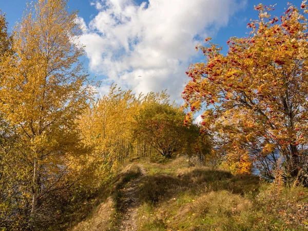 在秋天的树之间的路径景观 — 图库照片
