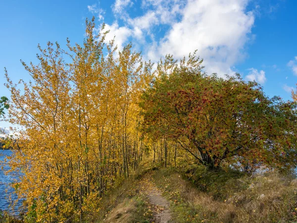 Пейзаж Дорожкой Между Осенними Деревьями — стоковое фото