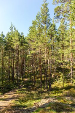 çam ağaçları ve kayaları ile Kuzey ormandaki manzara
