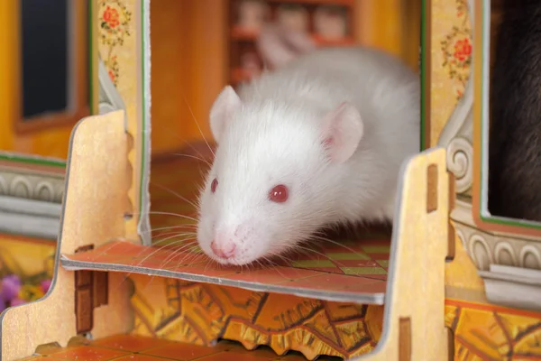 Baby Rat Toy House Close — Stock Photo, Image