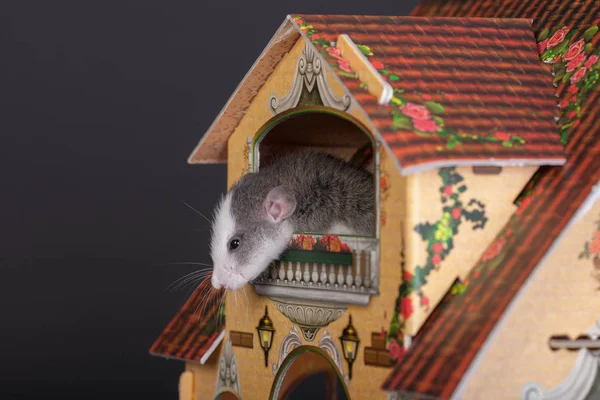 老鼠在玩具屋的阳台上 — 图库照片
